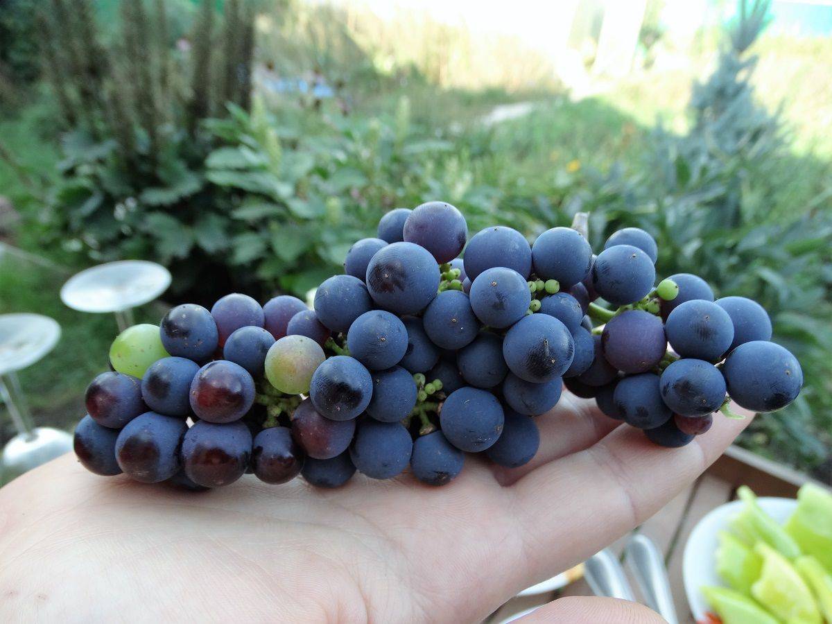 Можно ли есть виноград вместе с косточками
