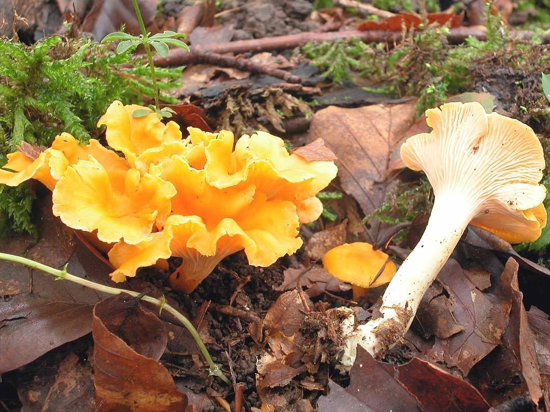 Польза и вред грибов лисичек для организма человека