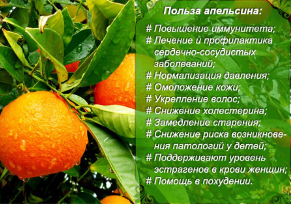 Польза апельсинов для организма, лечебные свойства и противопоказания