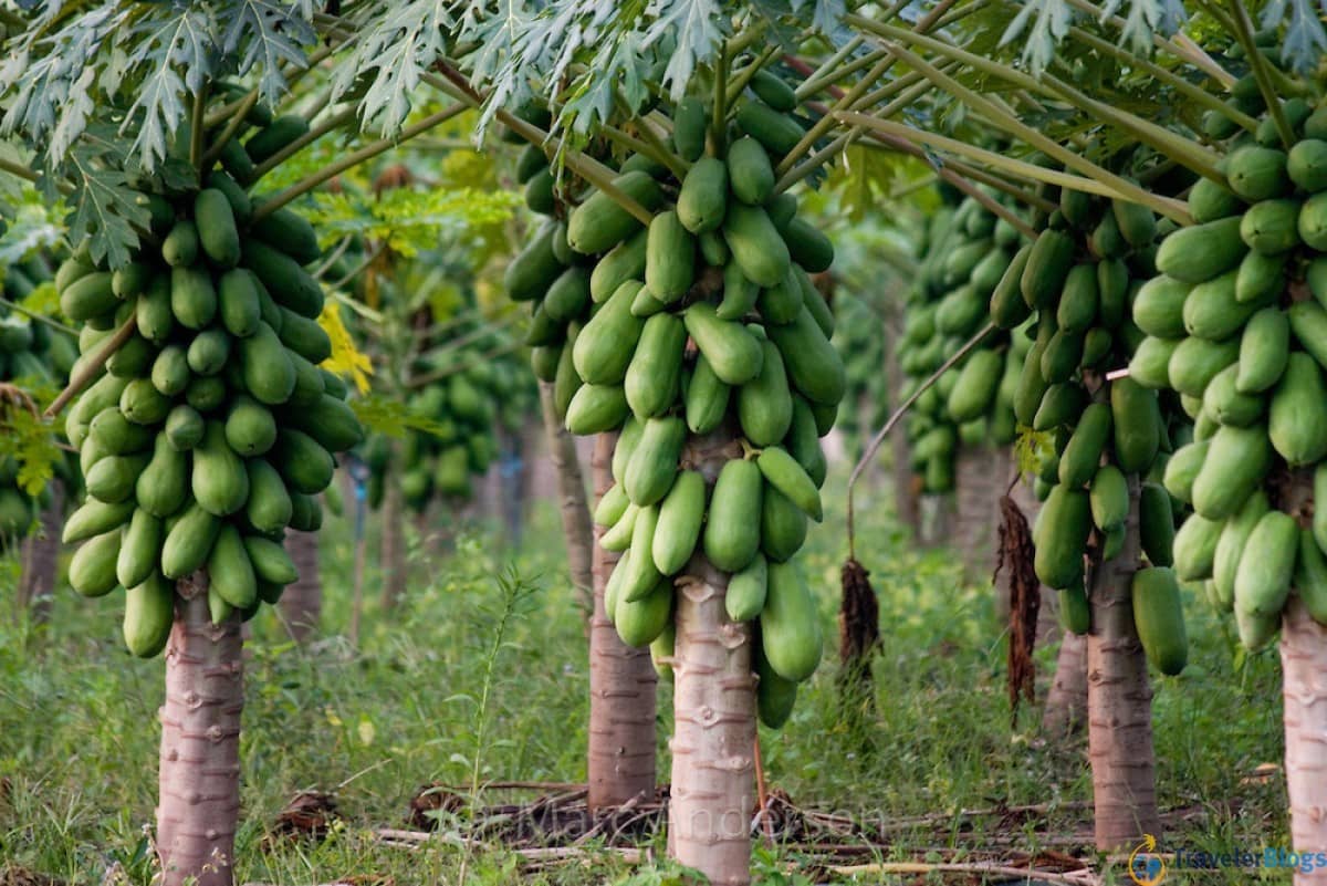 Ценный тропический плод папайя и ее полезные свойства для людей разного возраста