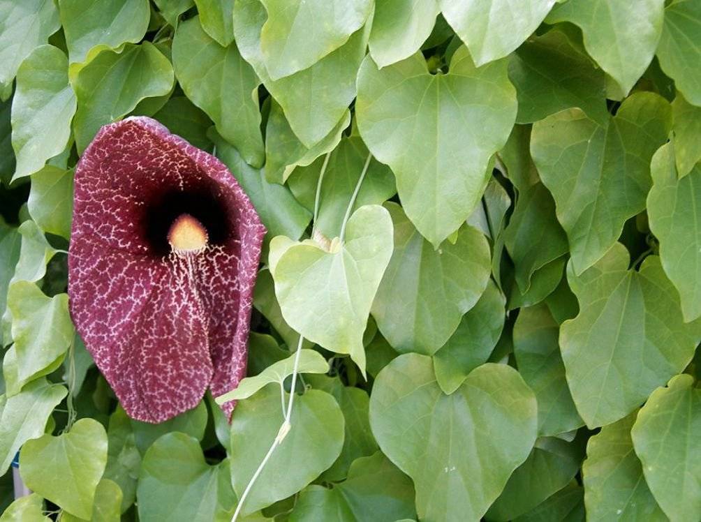 Кирказон обыкновенный — фото и свойства растения