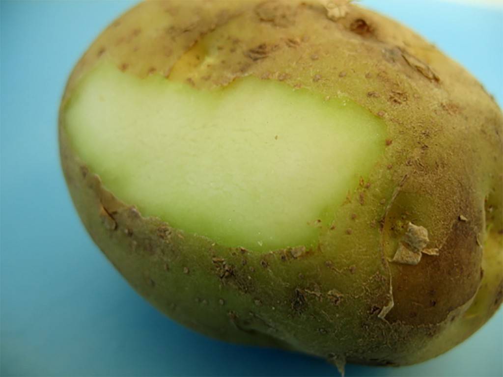 Опасно ли есть зеленую картошку