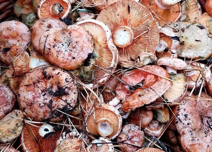 Можно ли грибы рыжики есть сырыми