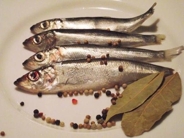 Рыба салака: польза и вред ее для человека, калорийность