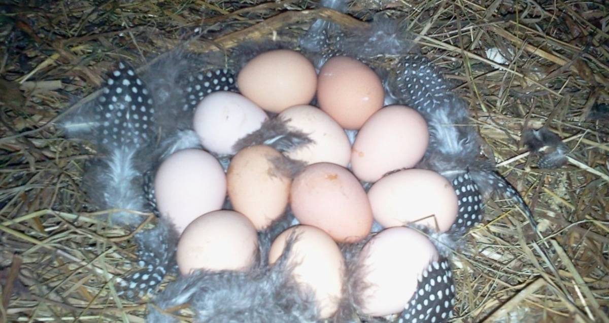 Яйца домашней цесарки: польза и вред