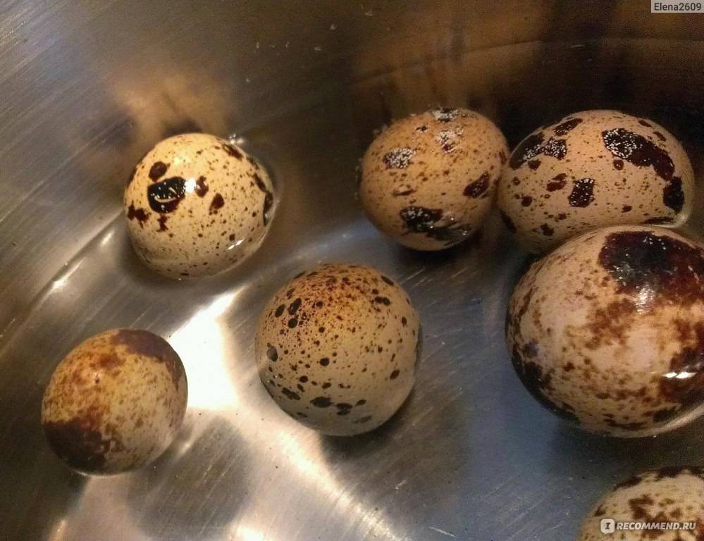 Эксперты рассказали, чем перепелиные яйца «проигрывают» в пользе куриным