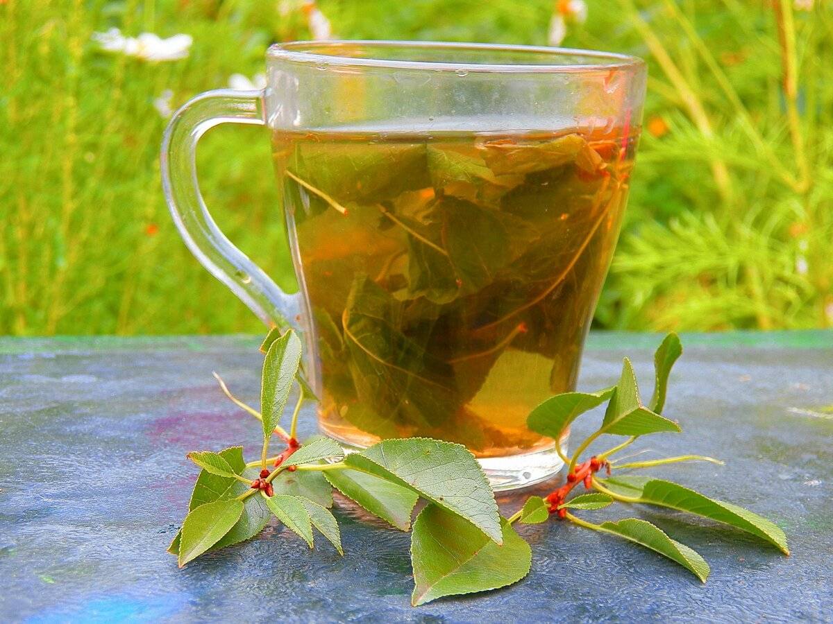 Ферментированный чай из листьев смородины польза и вред