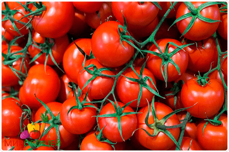 Свежие помидоры польза и вред для организма