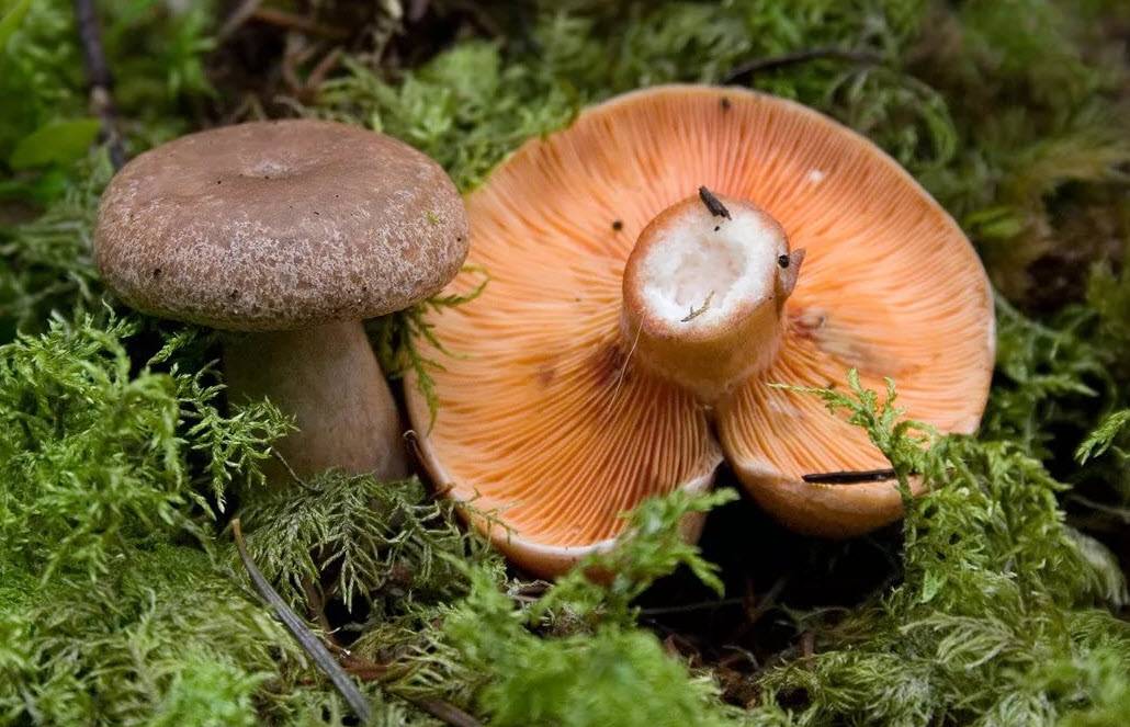Польза рыжиков, их вред для организма. полезные и вредные свойства грибов рыжиков