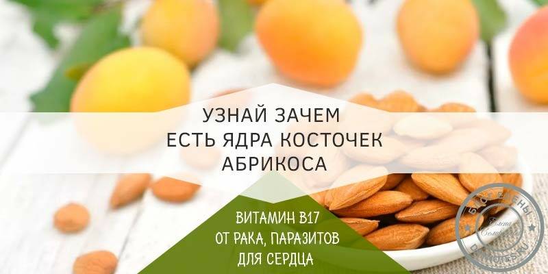 Полезные свойства абрикоса и состав витаминов