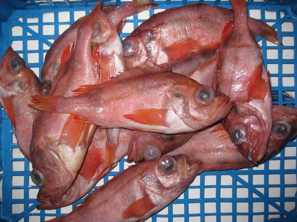 «золотая рыбка» морской окунь: его польза и вред для человека, способы приготовления и нормы употребления