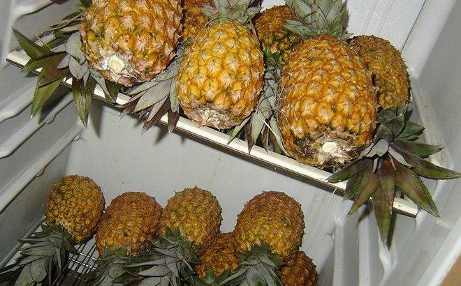 Хранение и созревание ананасов дома