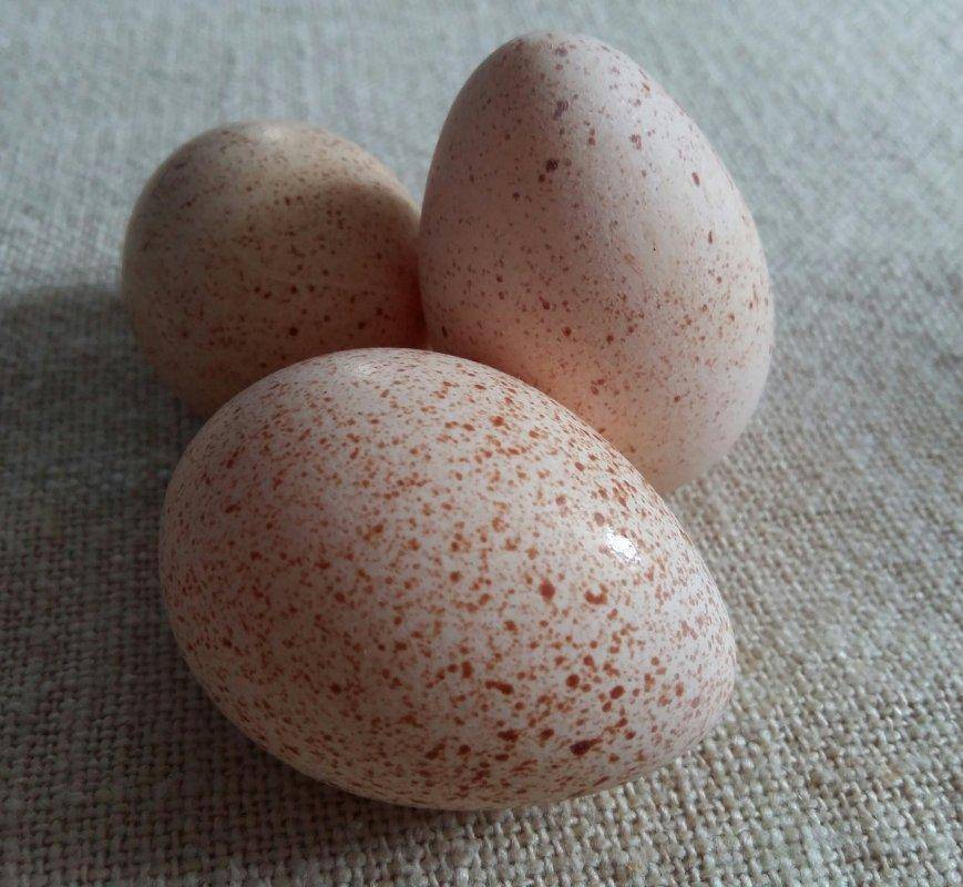 Индюшиные яйца: польза и вред