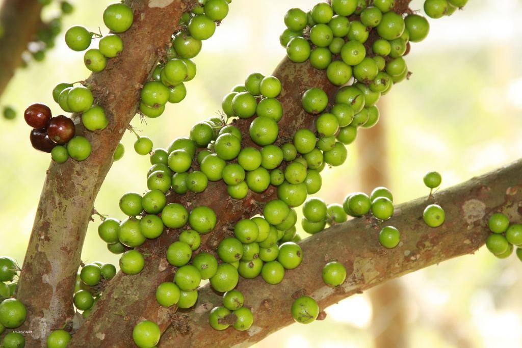 Ягодное дерево джаботикаба — свойства растения и плодов, фото. как вырастить джаботикабу в домашних  условиях? как купить семена джаботикабы на алиэкспресс?