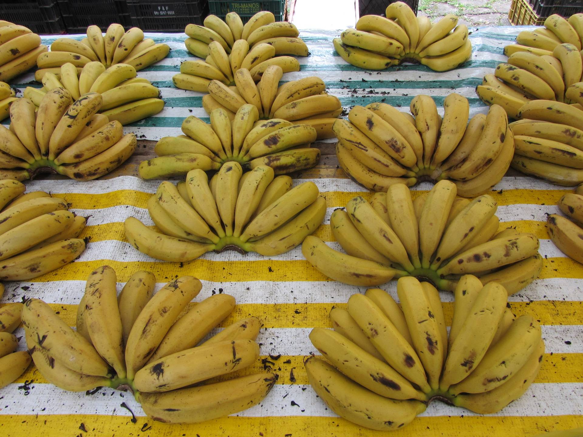Бананы — польза и вред