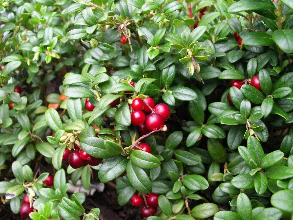 Лечебные свойства листьев брусники, применение и рецепты чая