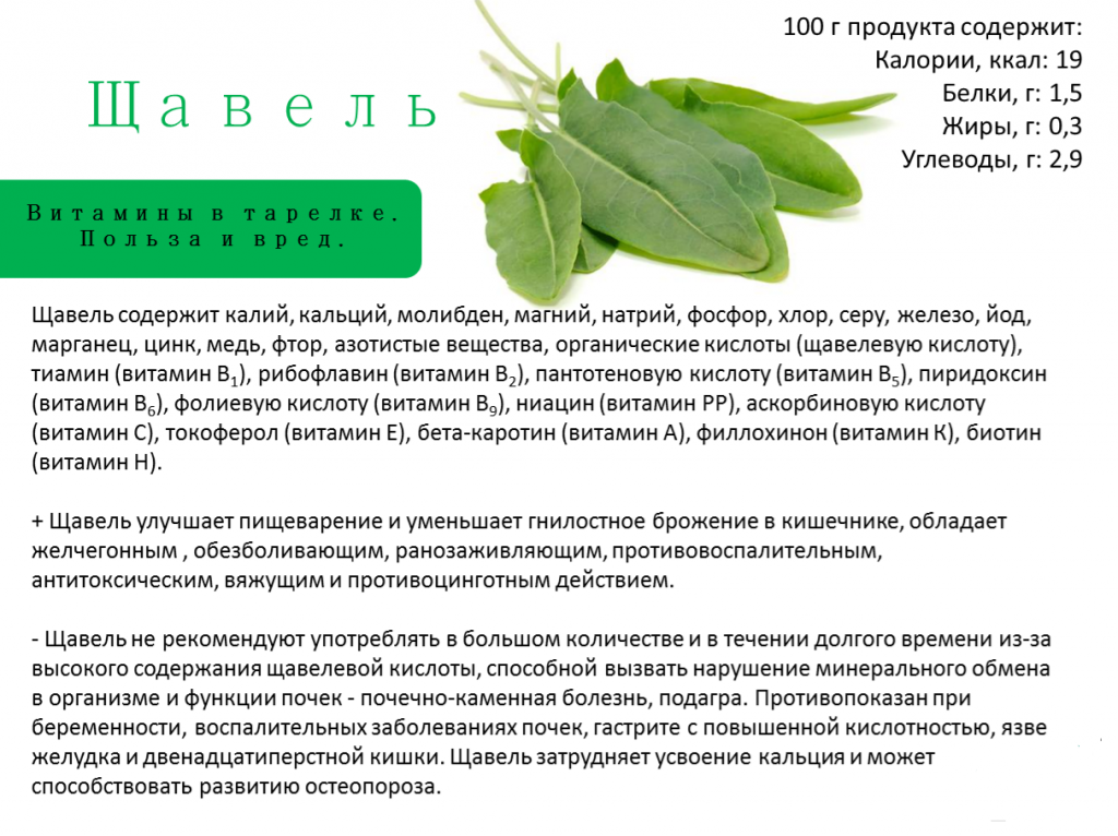 Щавель: польза зеленого растения и вред
