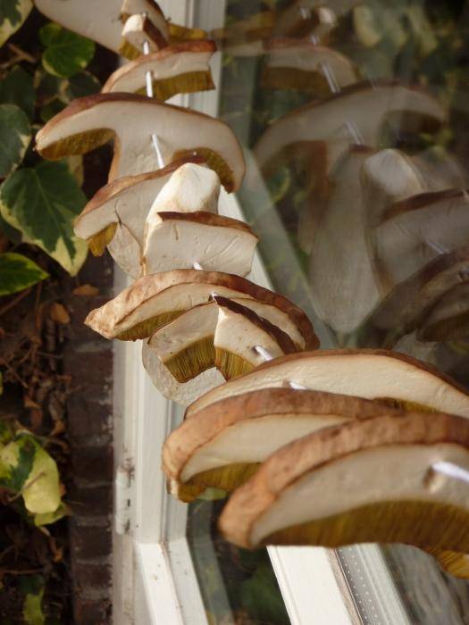 Как сушить белые грибы в домашних условиях