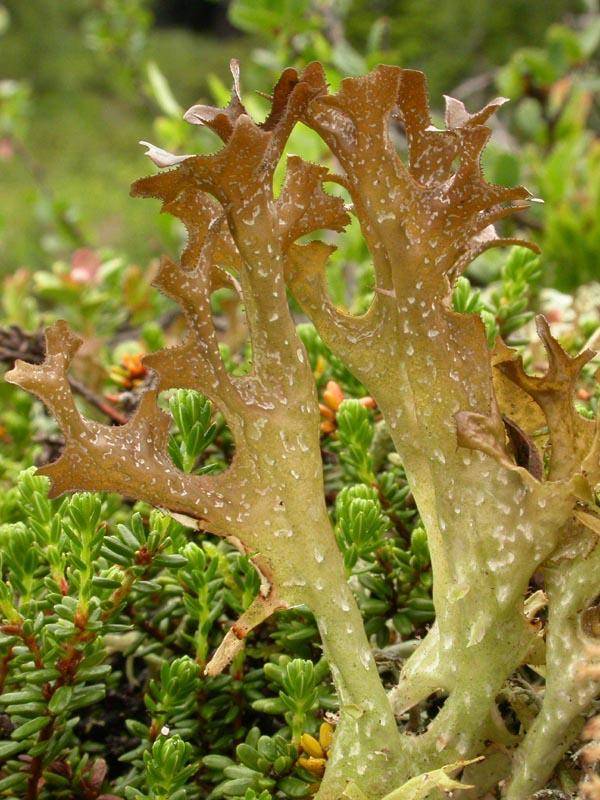 Натуральное и эффективное средство от кашля – исландский мох
