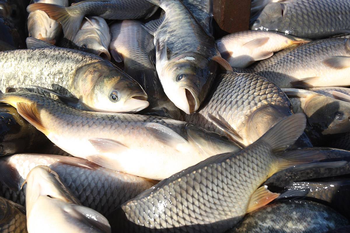 Рыба толстолобик: где водится, чем питается, польза и вред