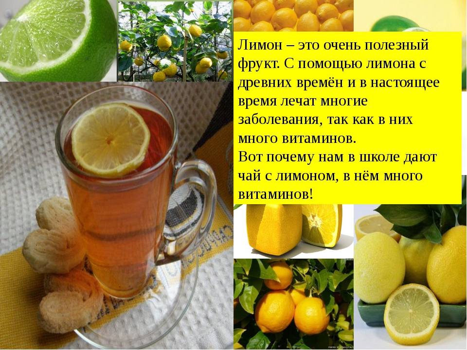 Полезные свойства китайского лимонника, лекарственные формы и применение