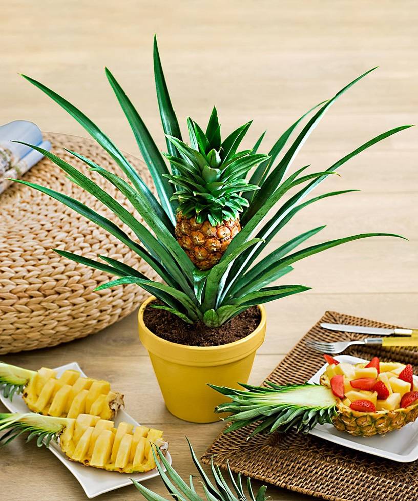 Как в домашних условиях хранить ананас?