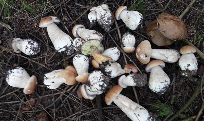 Белые грибы польза и вред для организма