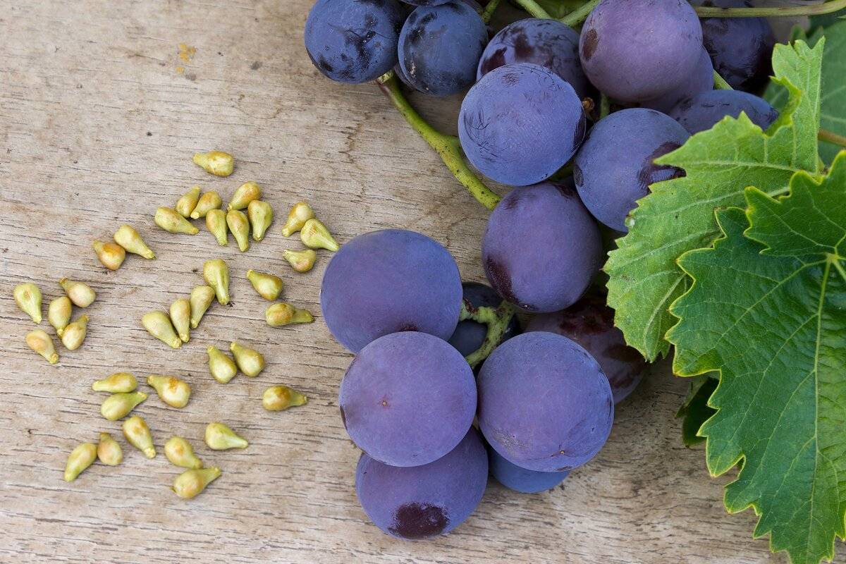 Косточки винограда: польза и вред