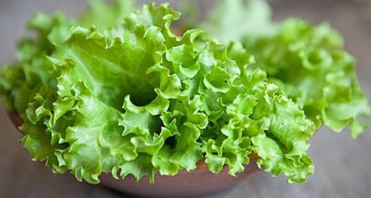 Польза салата листового: польза листового салата для женщин