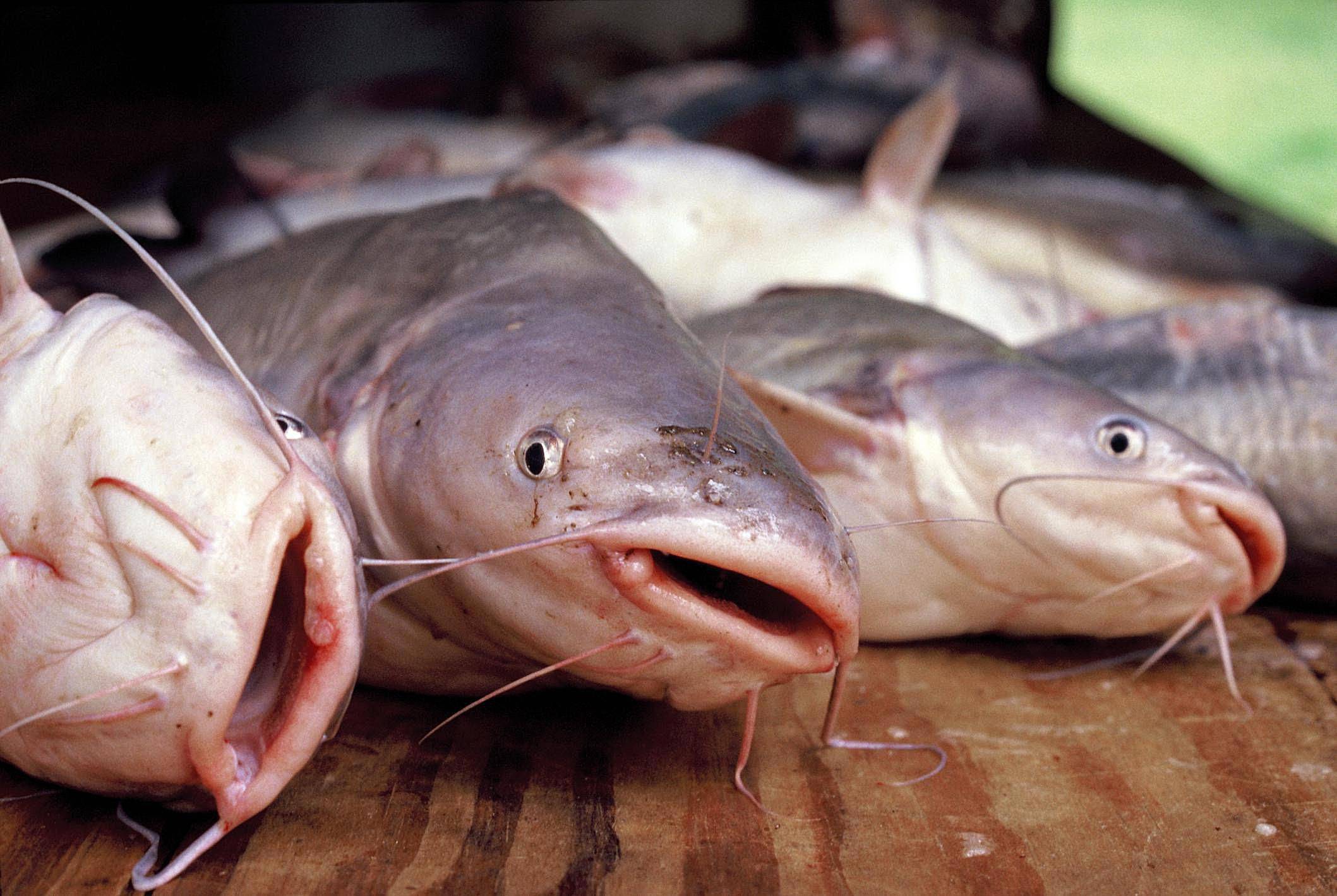 Рыба сом: польза и вред, как приготовить