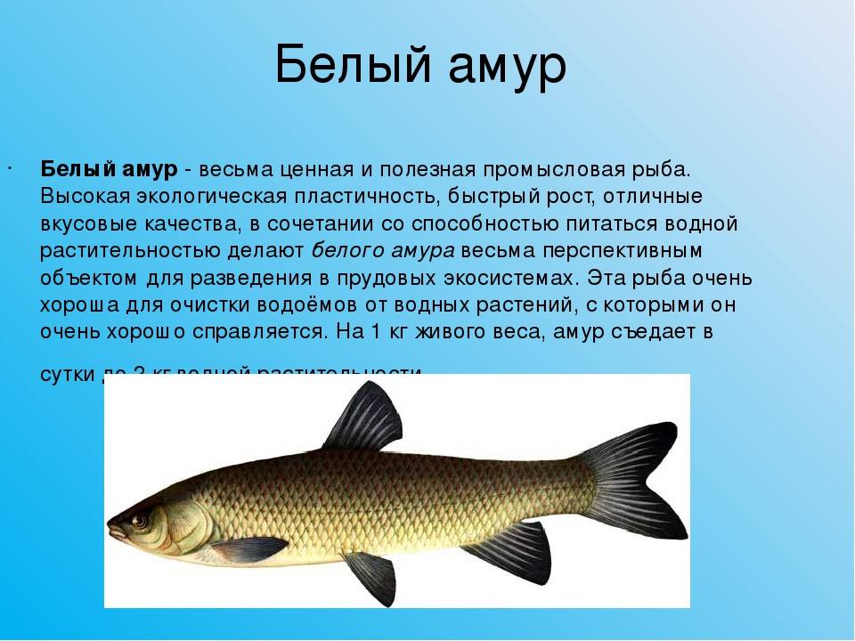 Белый амур рыба польза и вред
