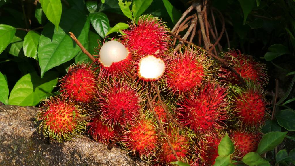 Рамбутан — свойства и польза волосатого фрукта