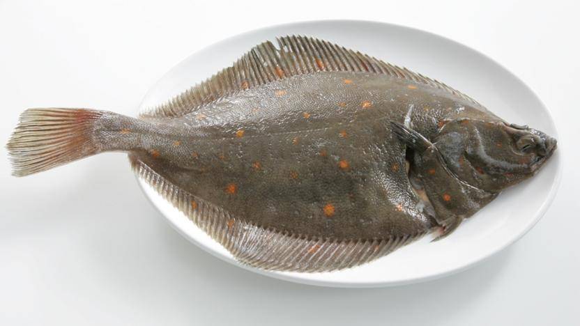 Морская рыба камбала: польза и вред для организма