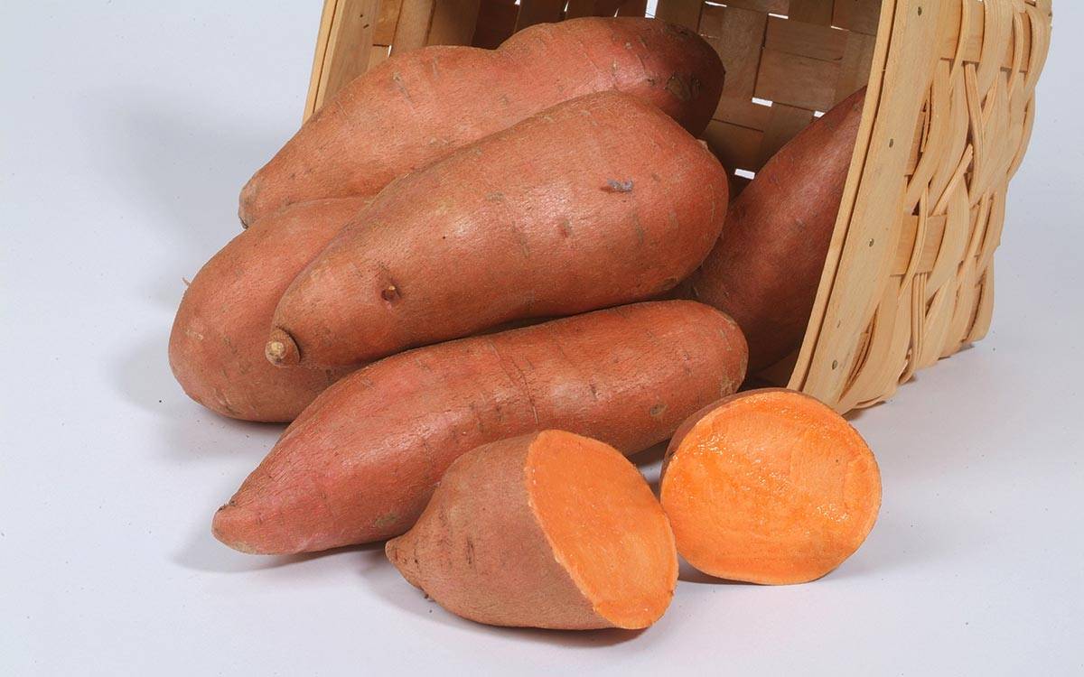 Польза и вред батата: знакомство со сладким картофелем