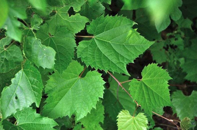 Листья винограда — полезные свойства и противопоказания