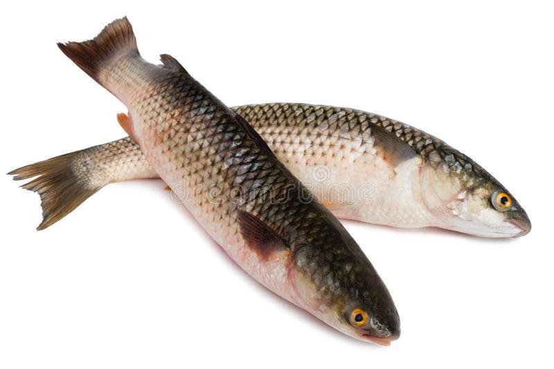 Пангасиус что за рыба, польза и вред, свойства икры