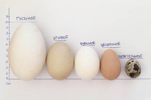 Гусиные яйца: польза и вред, советы по нормам и способам употребления. гусиные яйца: польза и вред, стоимость