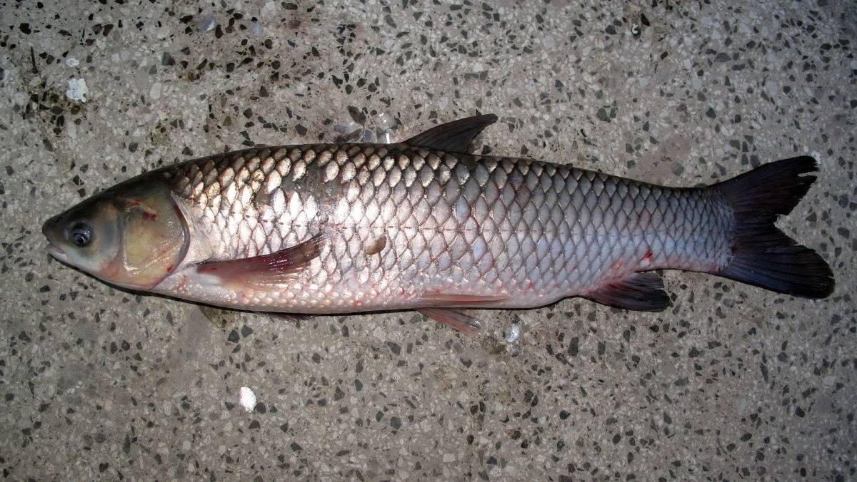 Рыба белый амур: польза и вред