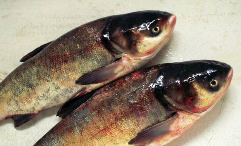 Польза и вред рыбы толстолобика