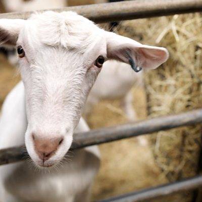 Мясо козы: характеристика мяса и особенности выращивания коз