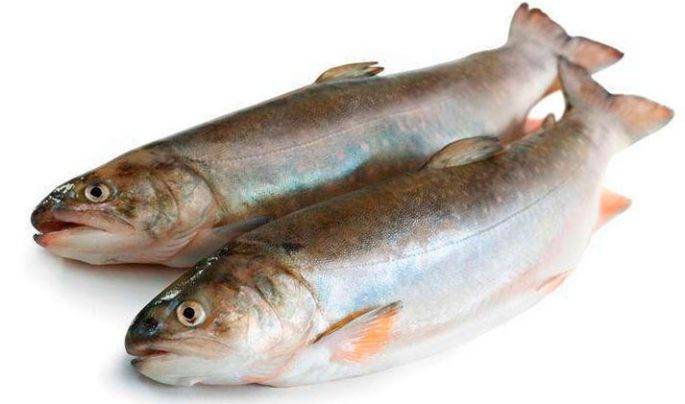 Кета: химический состав рыбы, польза и вред, правила выбора