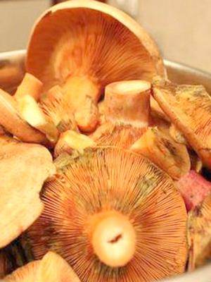 Описание грибов рыжиков, польза и возможный вред грибов, как принимать