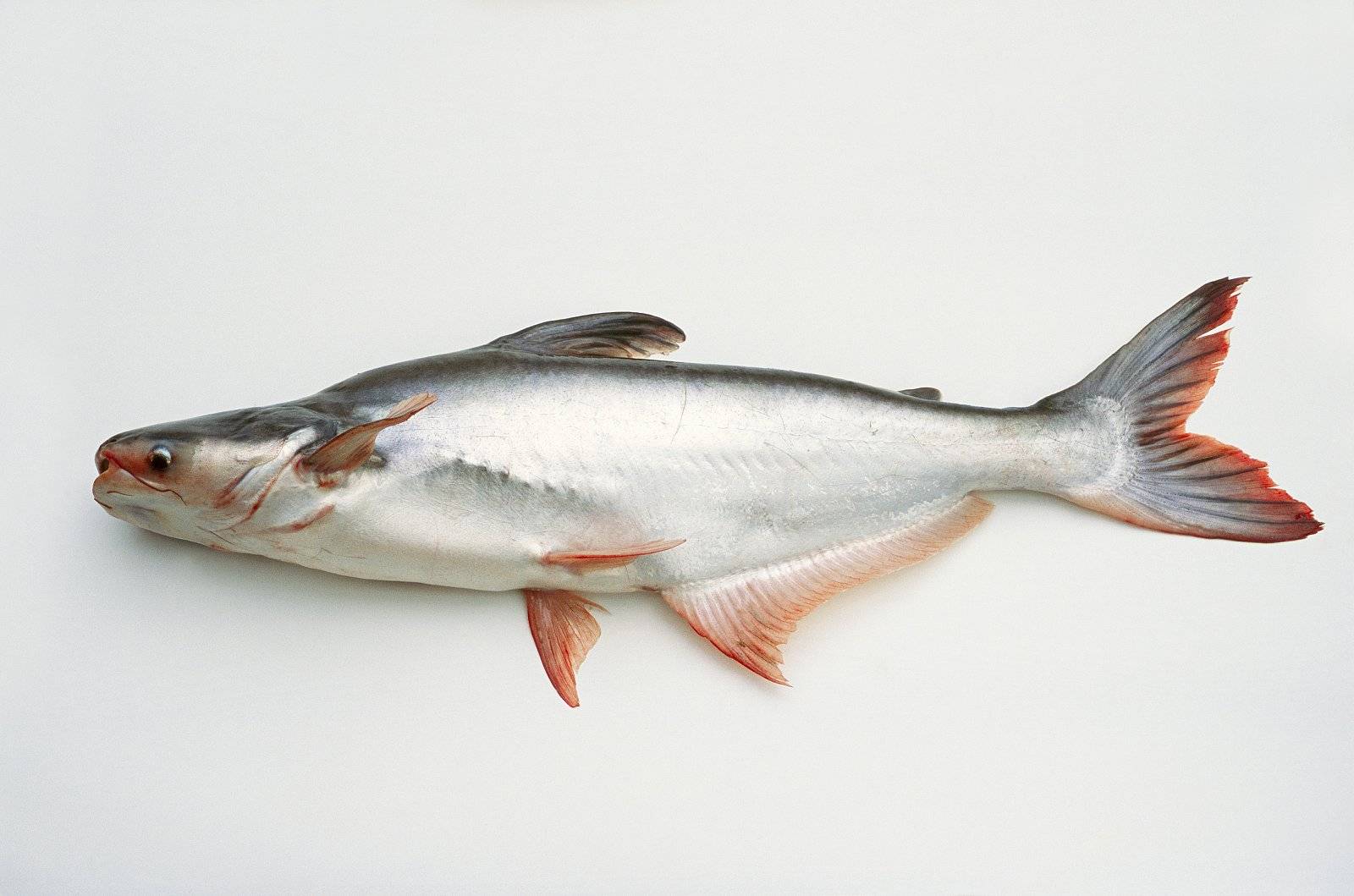 Рыба пангасиус: польза и вред.