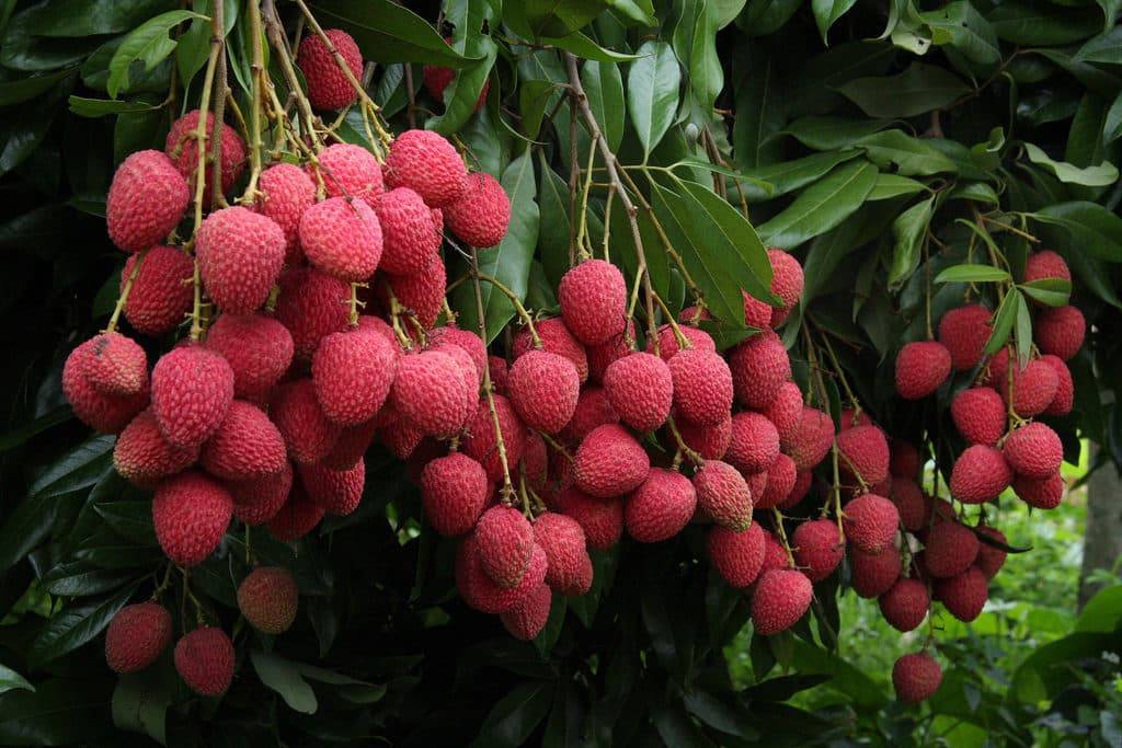 Клубничное дерево (кудрания) — описание дерева и его плодов с фото; полезные свойства, вред и противопоказания; использование в кулинарии