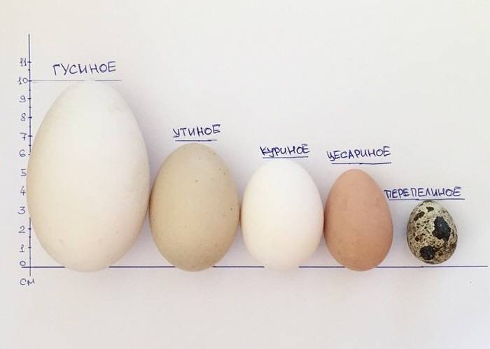 Польза и вред цесариных яйц: белок, желток и скорлупа цесарки в рационе