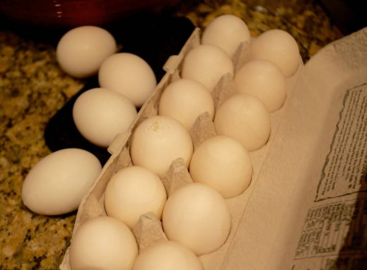 Особенности утиных яиц