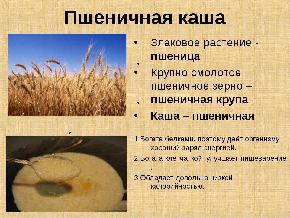 Чем полезна пшеничная каша для организма человека