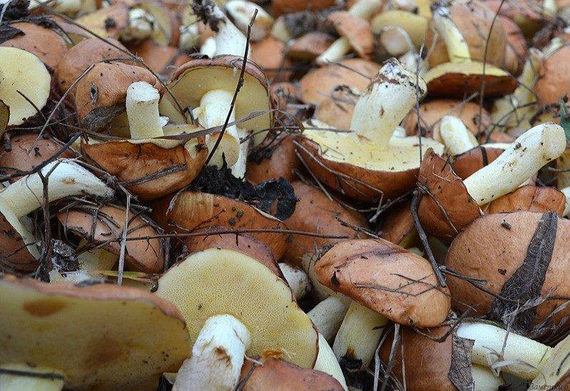 Невероятно вкусные — грибы маслята: поговорим об их пользе и вреде