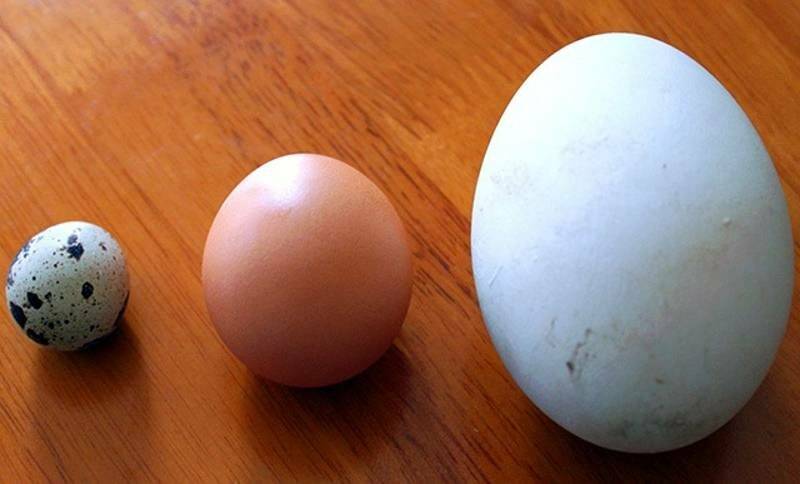 Гусиные яйца — польза и вред для здоровья