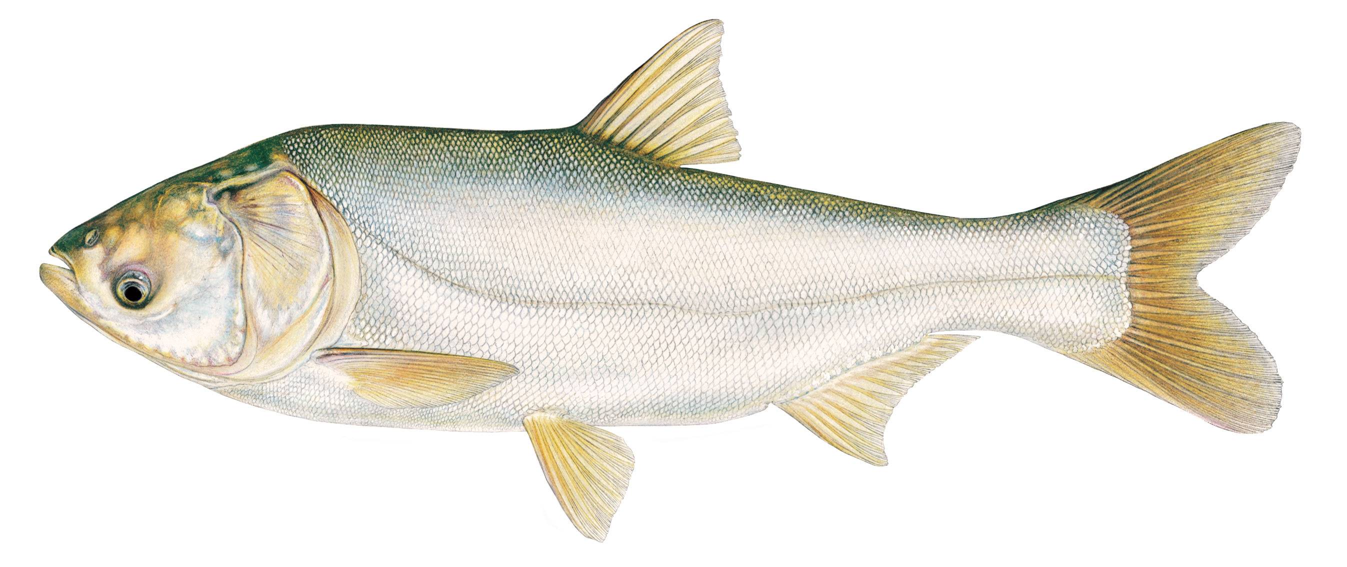 Толстолобик: польза и вред. костлявая или нет эта рыба, как ее приготовить?